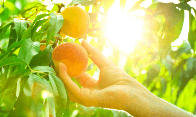 7AC5BDB2-CF94-4098-8942-9ED1697C4F86-400x250