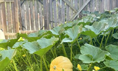 The Three gunas and Nourishment Health